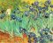 Van Gogh-Irises